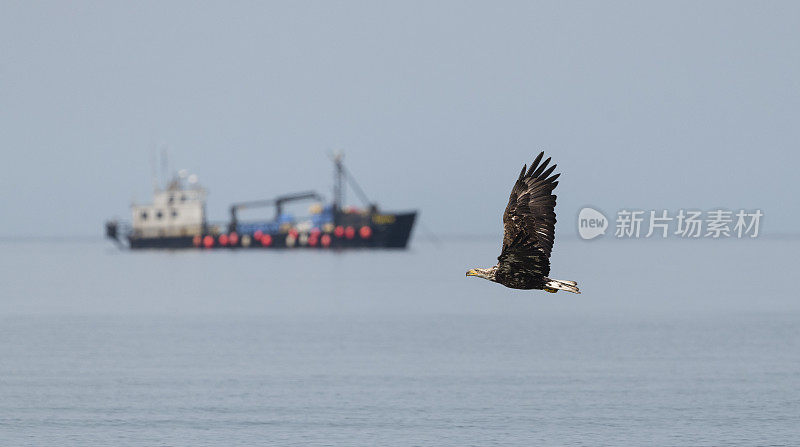 白头haliaeetus leucocephalus，阿拉斯加的秃鹰。美国的国鸟。